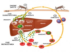 circolo vizioso della malaria