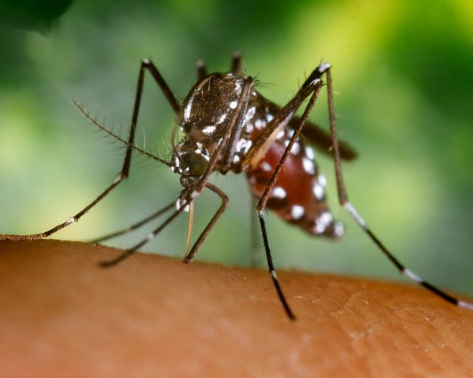 Zanzara Aedes